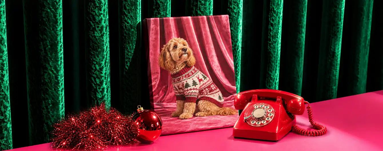 A Canvas print photo of a fluffy golden dog wearing a patterned Christmas sweater, displayed on a pink surface alongside a red vintage rotary telephone, red garland, and a red ornament against a green velvet curtain background